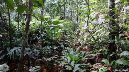 Τυρφώνας στο μέγεθος της Ελλάδας κρυβόταν στο Κονγκό