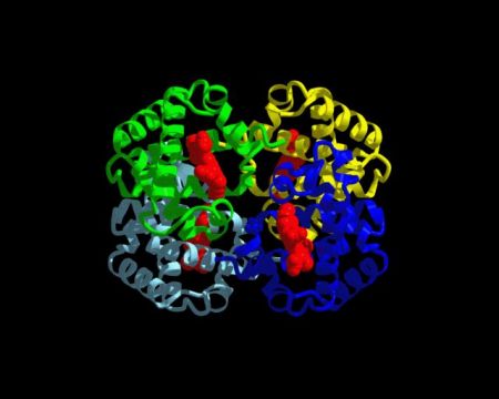Μετά το γονιδίωμα, το ανθρώπινο «πρωτέωμα»