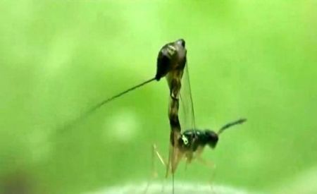 Η σφήκα που εφηύρε το μεταλλικό δράπανο