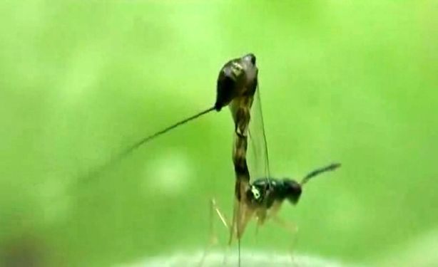 Η σφήκα που εφηύρε το μεταλλικό δράπανο