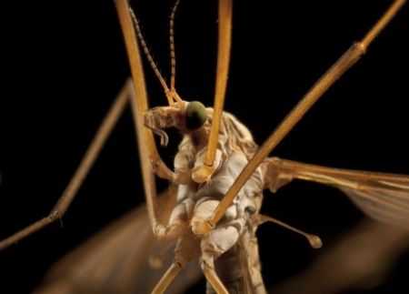 Κουνούπι: τέρας… γνώσεων!
