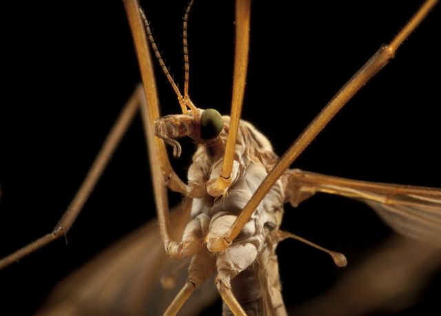 Κουνούπι: τέρας… γνώσεων!
