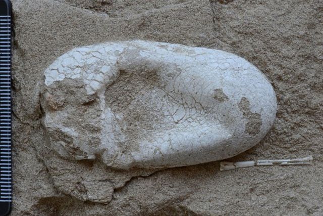 Πλήρη αβγά πτερόσαυρου βρέθηκαν σε απολιθωμένη αποικία