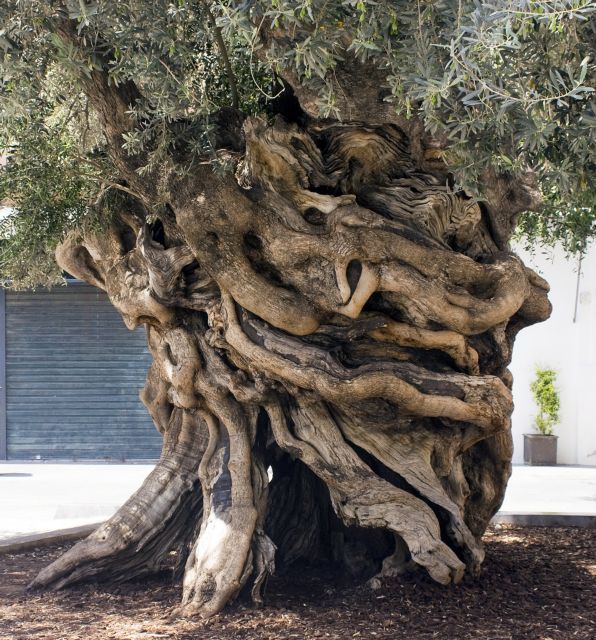 Κλαδεύουν τις ελιές (μόνο) όταν γεράσουν;