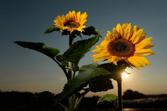 Πώς το ηλιοτρόπιο ακολουθεί τον Ήλιο