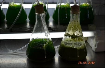 Φθηνά καύσιμα από φύκια