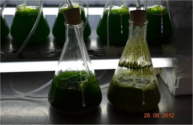 Φθηνά καύσιμα από φύκια