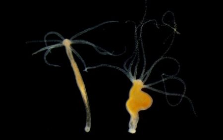 Ο καρκίνος «αρχαίος όσο η πολυκύτταρη ζωή»