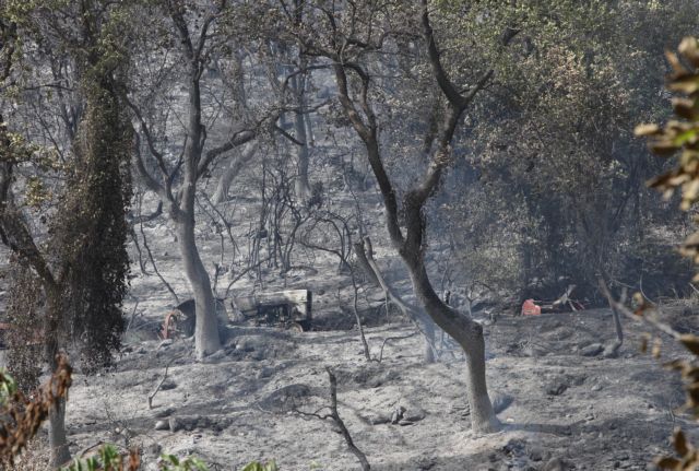 Forest fires in 2014 about 2.6 times “more destructive”