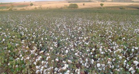 Αγρότες – παραγωγοί έπαιρναν παράνομα επιδοτήσεις