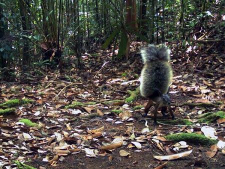 Η πιο φουντωτή ουρά του ζωικού βασιλείου