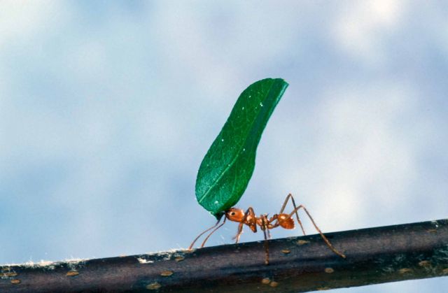 Μπορούν τα μυρμήγκια να εξαφανίσουν τα υπερβακτήρια;