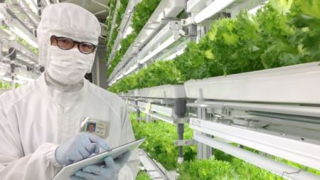 Fujitsu, Sharp και Toshiba καλλιεργούν μαρούλια…