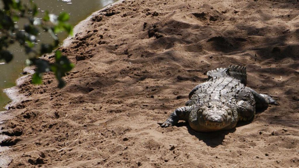 Σύντομα οι έρευνες για τον εντοπισμό του κροκόδειλου στην Κρήτη