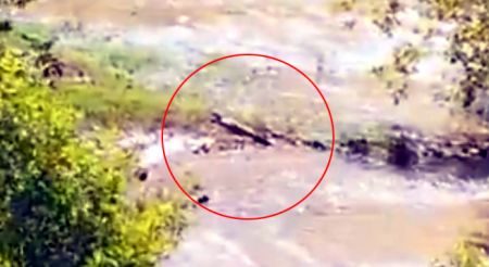 Crete: Authorities begin search operation for crocodile