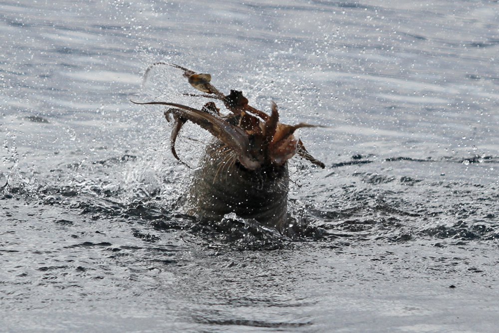 Το γεύμα μιας φώκιας στο Ιόνιο