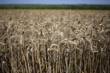 Το στάρι έρχεται… το βαμβάκι φεύγει;