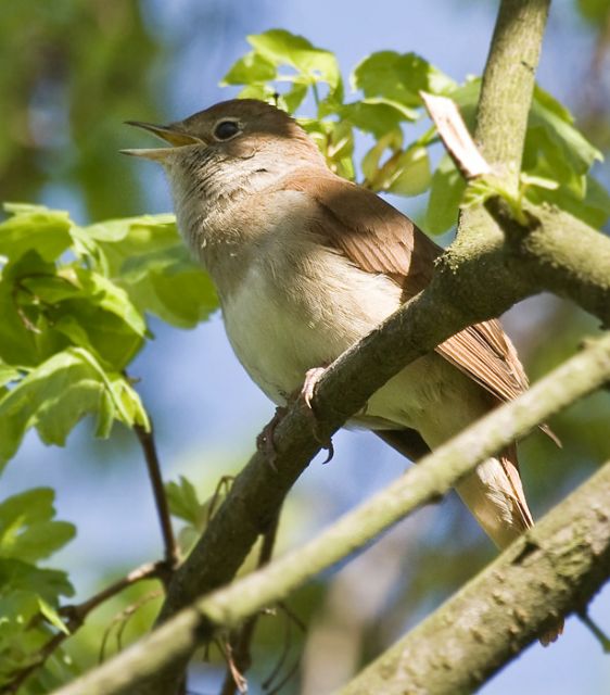 Τα πουλιά αναγνωρίζονται τραγουδώντας