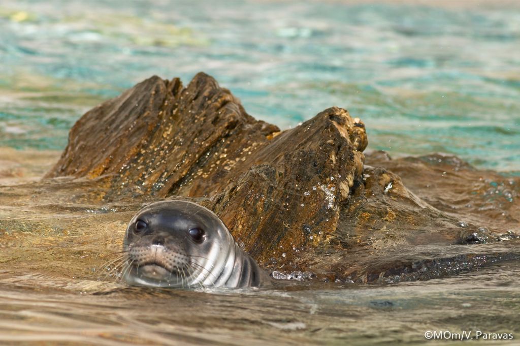 Η μεσογειακή φώκια εκτοξεύει τις τιμές ακινήτων στην Κύπρο
