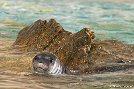 Η μεσογειακή φώκια εκτοξεύει τις τιμές ακινήτων στην Κύπρο