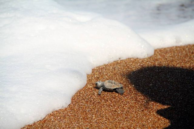 Το πρώτο χελωνάκι του 2014 στα νερά του Κυπαρισσιακού Κόλπου