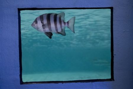 Ψάρια που παρασύρθηκαν από το ιαπωνικό τσουνάμι καταφθάνουν στην Αμερική