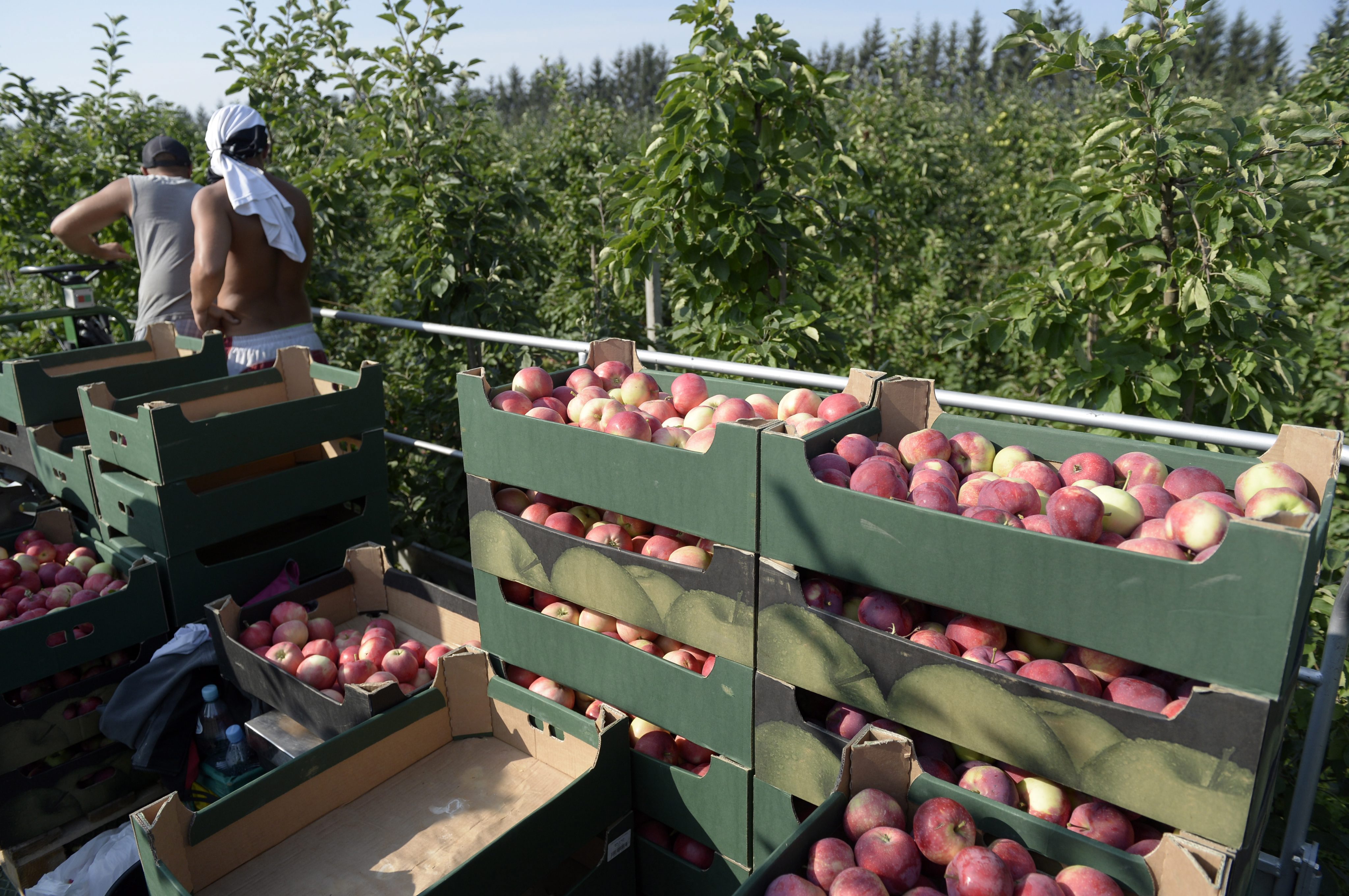 Πολωνία: «Φάτε μήλα κατά του Πούτιν» η απάντηση στο ρωσικό εμπάργκο