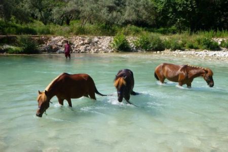 Νεκρά άλογα βρέθηκαν στο Πάπιγκο