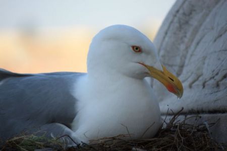 BBC: Γλάροι απειλούν την Αιώνια Πόλη