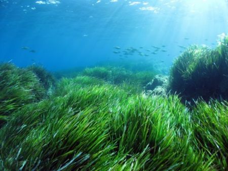 Επιτέλους, η Ελλάδα χαρτογραφεί τα υποβρύχια λιβάδια ποσειδωνίας