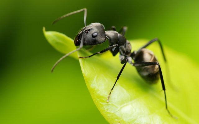 Μπορούν τα μυρμήγκια να μας σώσουν από την κλιματική αλλαγή;
