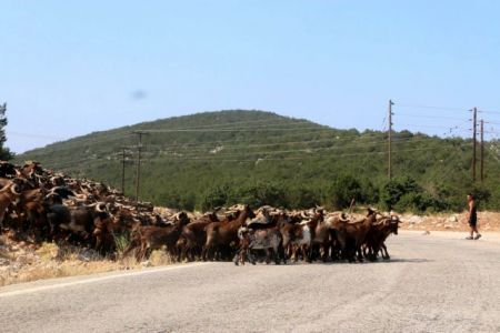 Προβλήματα στους ελέγχους για τον καταρροϊκό πυρετό των προβάτων