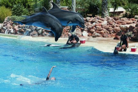 Τι συμβαίνει με τα δελφίνια στα Σπάτα;