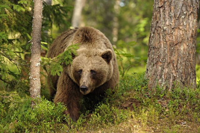 Ιταλία: Φιλόζωοι στο πλευρό αρκούδας που επιτέθηκε σε άνθρωπο