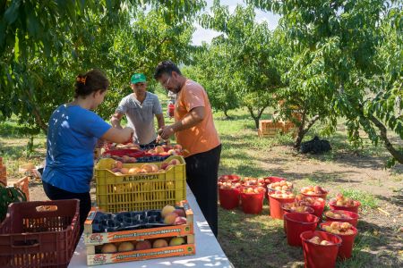 Αμεση καταβολή € 33 εκατ. στους ροδακινο-παραγωγούς