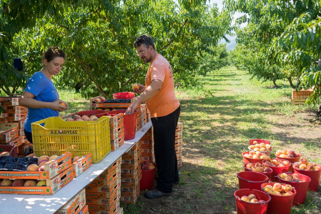 Κουκουλόπουλος: Συμπαράσταση της Πολιτείας στους ροδακινοπαραγωγούς