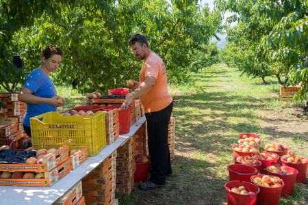 Κουκουλόπουλος: Συμπαράσταση της Πολιτείας στους ροδακινοπαραγωγούς