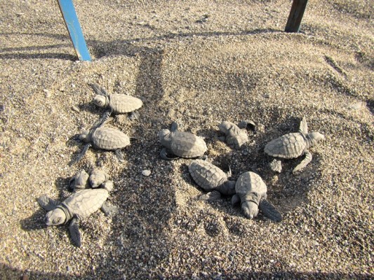 Τα πρώτα χελωνάκια του 2016 κολυμπάνε στα νερά της Κρήτης