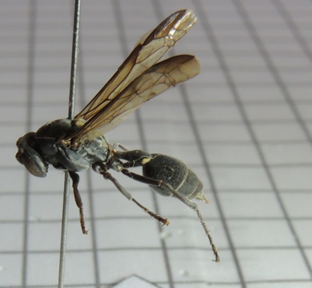 Μια σφήκα που «τσιμπά» τον καρκίνο