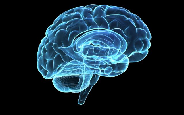 Πώς δημιουργούνται οι πτυχώσεις του εγκεφάλου