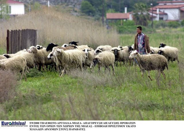 Εκτός ελέγχου ο καταρροϊκός πυρετός των προβάτων