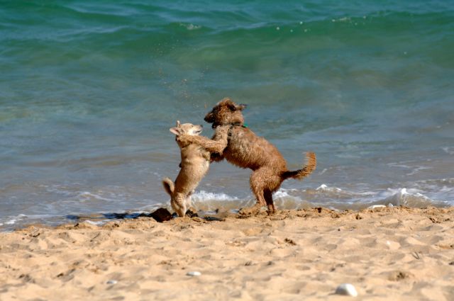 Ελεύθερα τα κατοικίδια ζώα σε ειδικά διαμορφωμένες παραλίες | tovima.gr