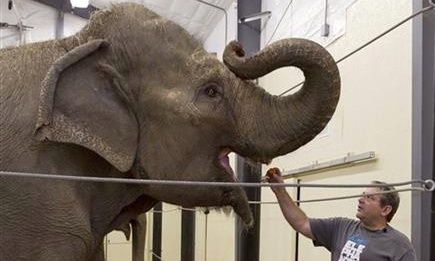 ΗΠΑ: Ηλικιωμένος ελέφαντας σκότωσε κατά λάθος κτηνίατρο