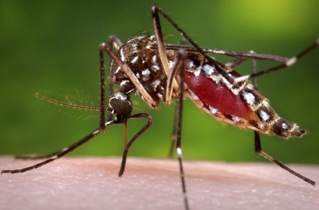Βραζιλία: Κουνούπια επιστρατεύονται κατά του δάγκειου πυρετού | tovima.gr