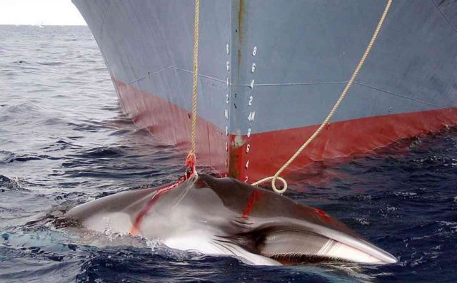 Η Ιαπωνία προοσπαθεί να αρχίσει ξανά τη φαλαινοθηρία
