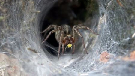 Δηλητήριο αράχνης περιορίζει τη βλάβη μετά από εγκεφαλικό