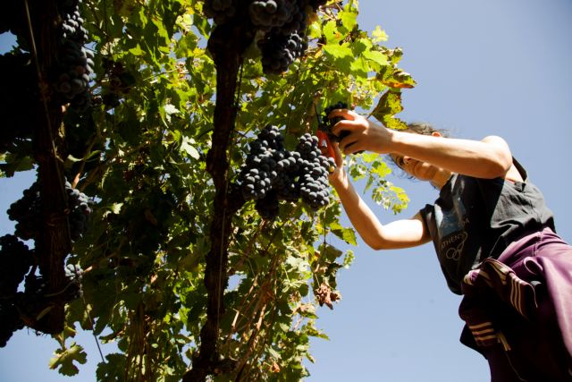 Με τον τρύγο έρχεται και η κατάργηση του φόρου στο κρασί