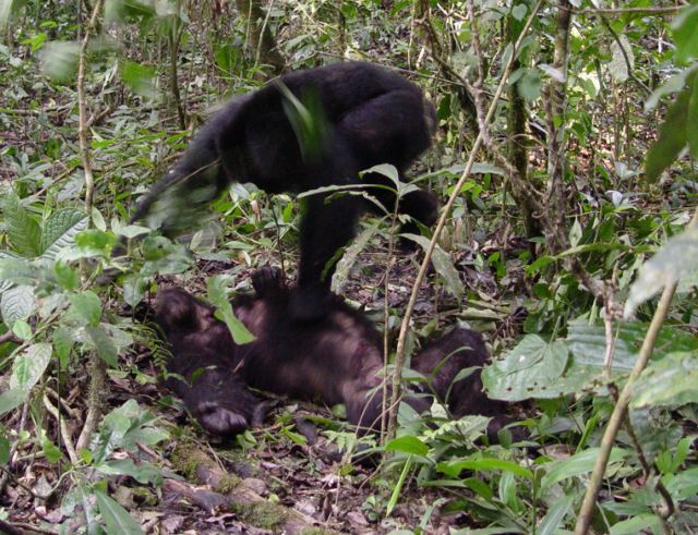 Τα ξαδέλφια μας οι χιμπατζήδες «γεννημένοι δολοφόνοι»
