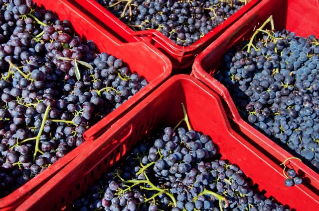 Οίνου γνώση: η «επιστήμη» του κρασιού