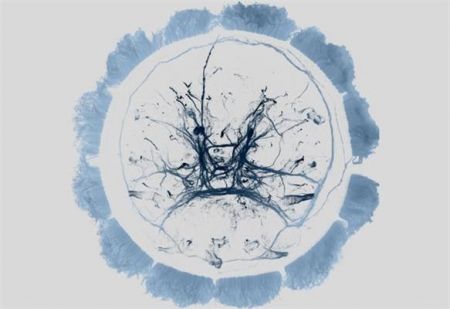 Ακόμα και το πλαγκτόν μπορεί να πάθει τζετ λαγκ